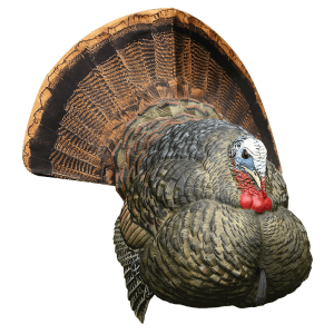 AVIAN-X STRUTTER TOM